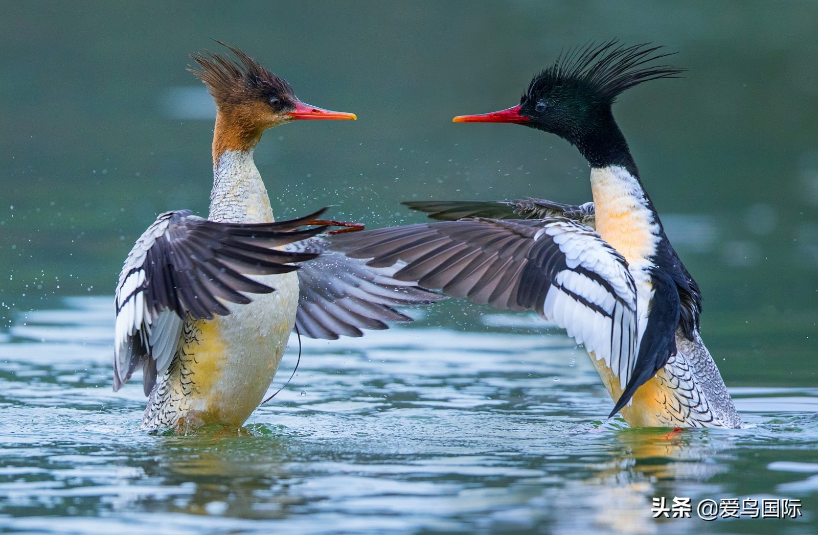 鸟类最好看的照片,100张绝美鸟类图片