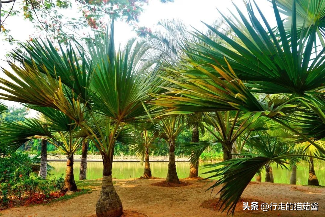 西双版纳曼听公园傣王宫简介,西双版纳曼听御花园的傣王是谁