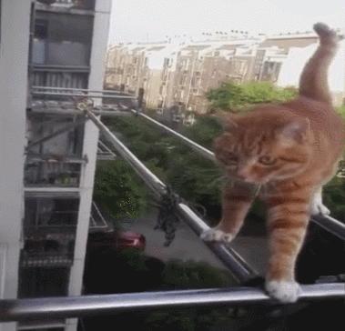 我的猫掉下楼死了怎么办,我的猫跳楼死了