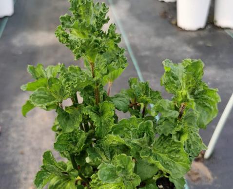 香草花园（1）|享受采摘薄荷和使用新鲜香草来调味乐趣