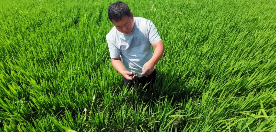 水稻褐变穗最佳治疗方法,水稻褐变穗会出现空瘪粒吗