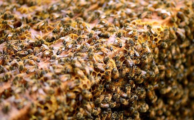 分蜂群如何快速找到蜂王,收到新分蜂未交尾蜂王群怎么管理