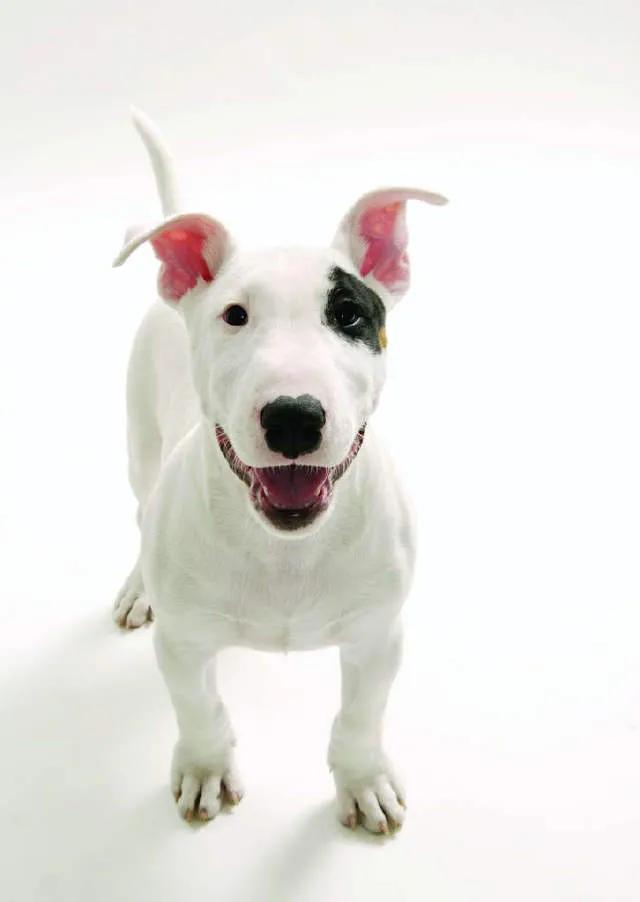 世界各国大型猛犬排名,世界各国猛犬排名