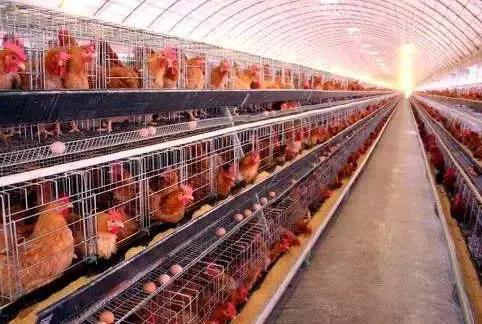 肉鸡肾传支的预防和治疗,肉鸡病毒病什么时候用药好