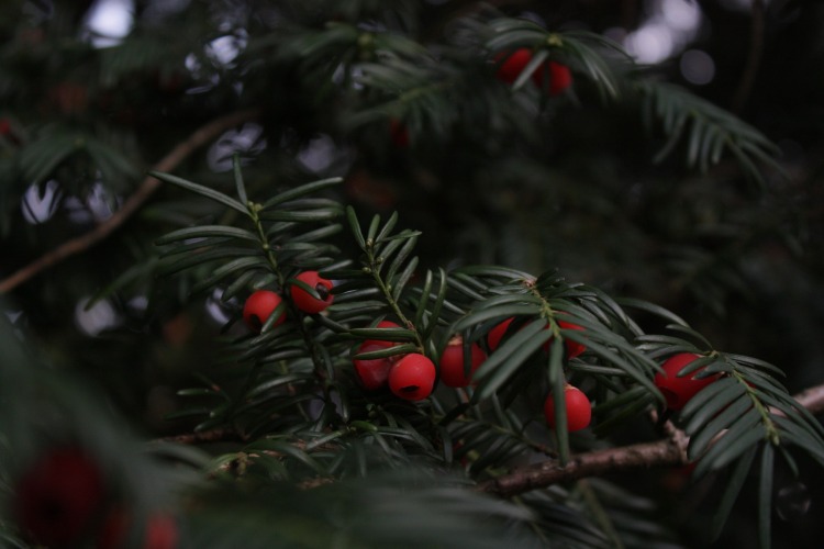 许渊冲经典翻译书籍,许渊冲译唐诗三百首适合小学生吗