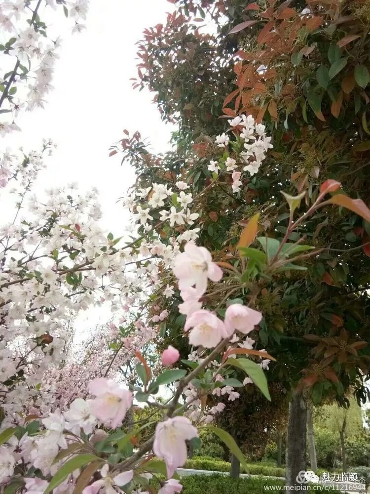 临颍人原创作品：旖旎海棠红