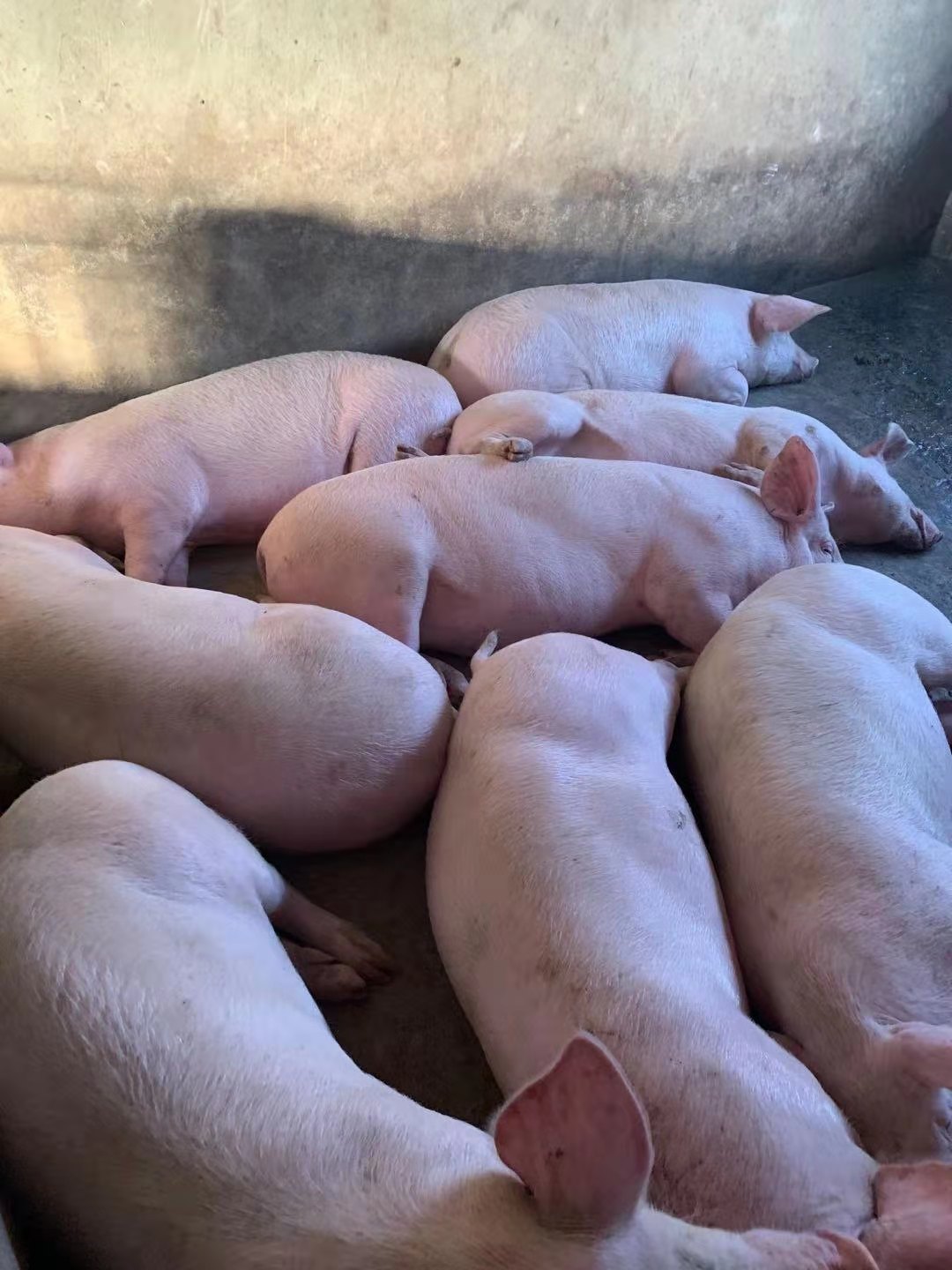 em菌原液的作用,em菌发酵剂养殖专用使用效果