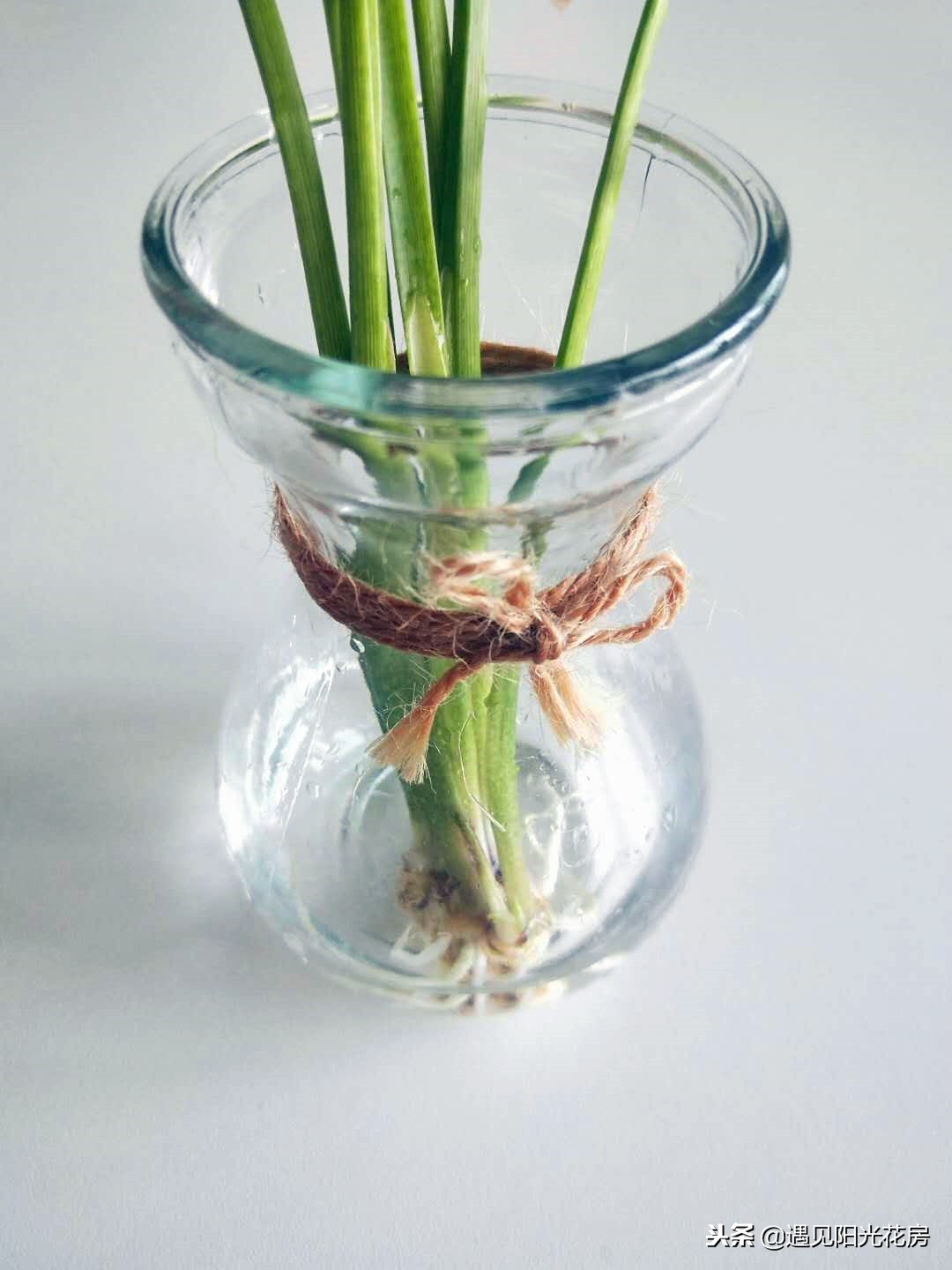 马蹄莲黄叶不开花是什么原因,马蹄莲黄叶放点什么维生素好