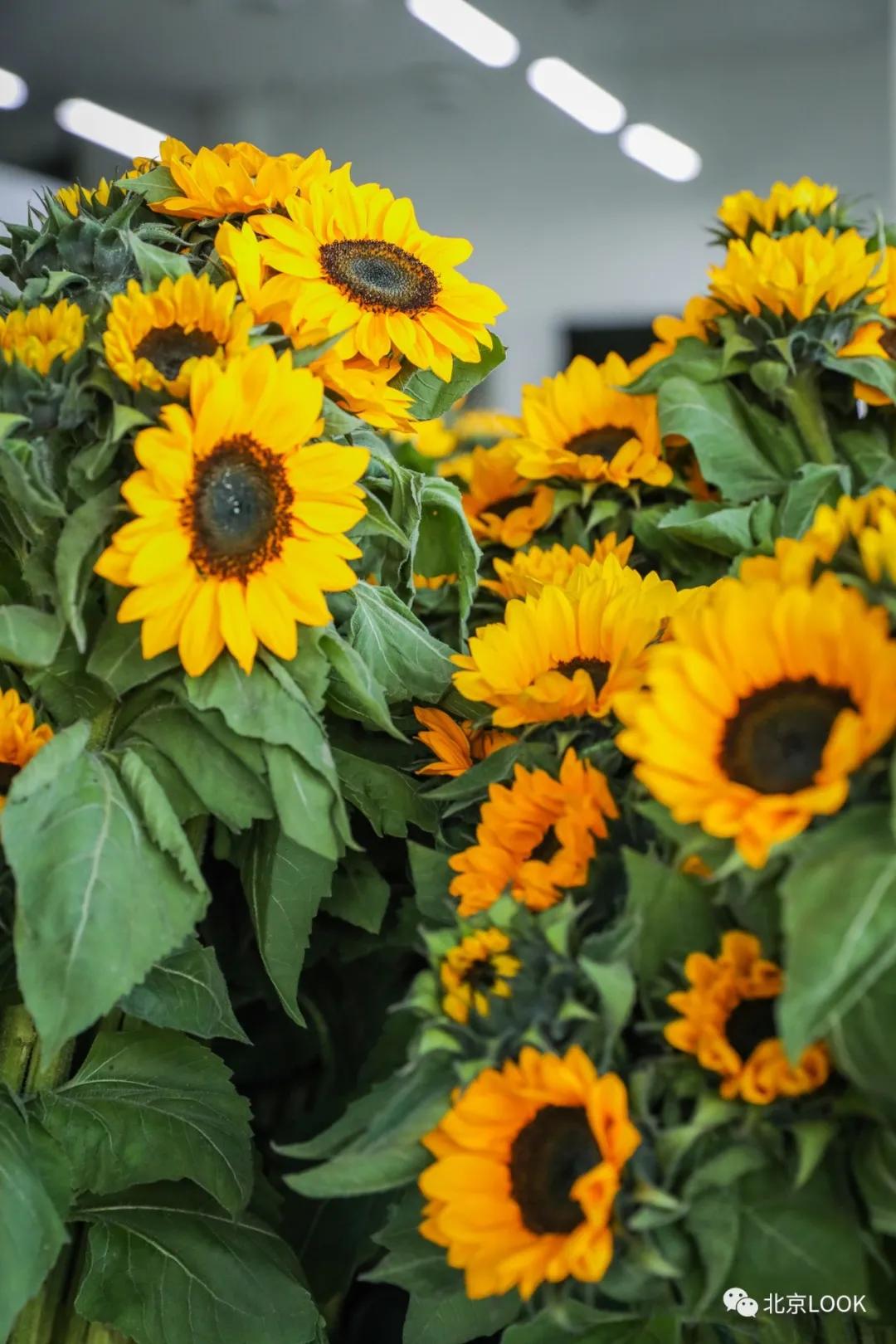 北京最大花市在哪,北京比较知名的花市有哪些