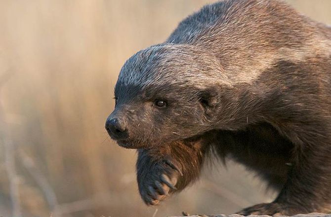 平头哥为何免疫毒蛇毒液,平头哥为什么不怕毒蛇的毒