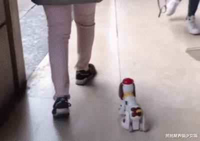 西班牙狗狗一天被遛38次,西班牙狗狗一天被遛33次