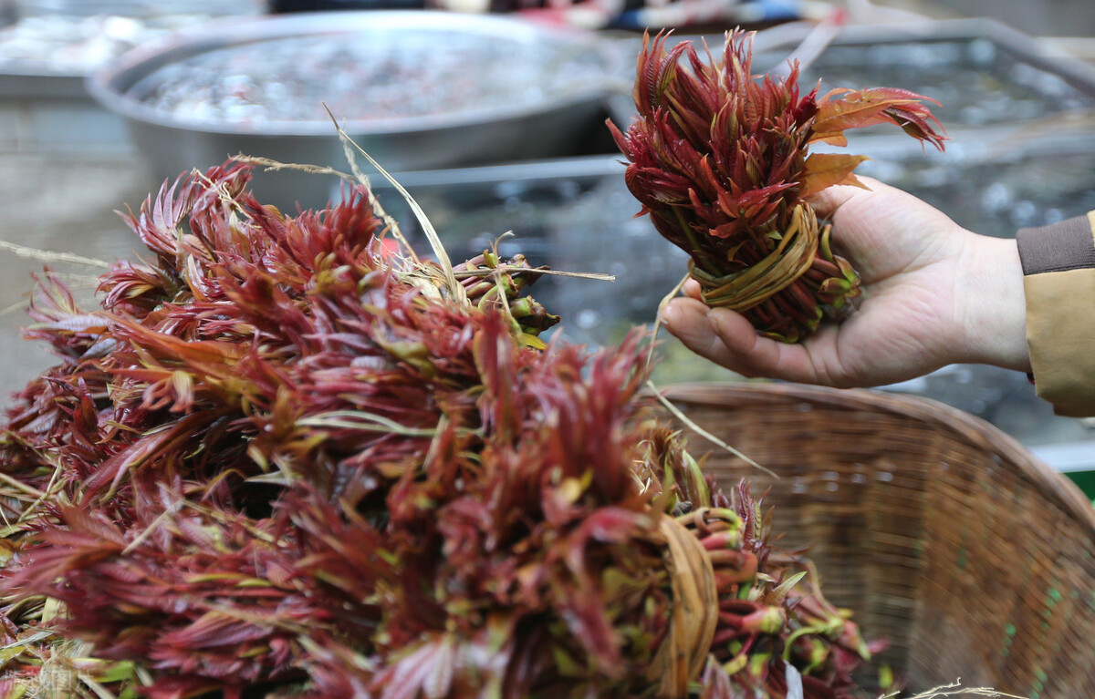 香椿的保存方法香椿酱怎么做,香椿用真空袋保存能放多长时间
