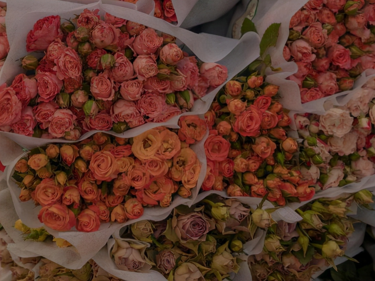 狮子座气质多少分,狮子座是一个特别好的星座