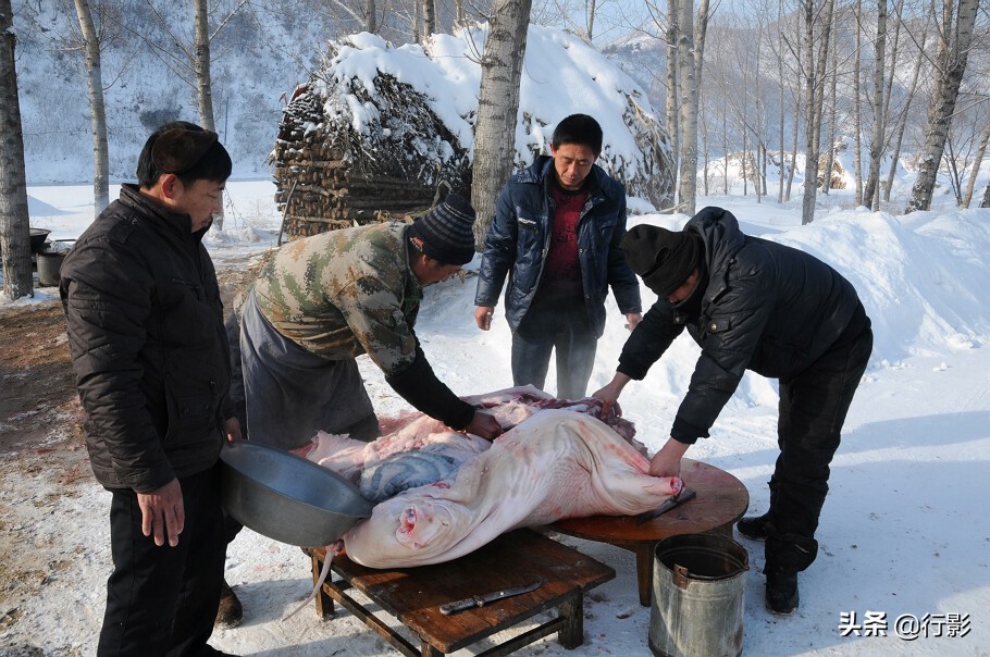 回忆年味东北杀猪菜图片,杀猪菜东北农村年味