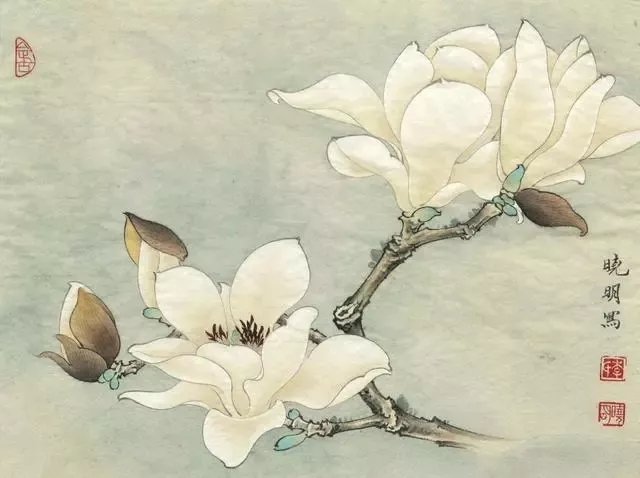 如此高花白于雪，年年偏是斗风开。盛开在诗词中的玉兰花