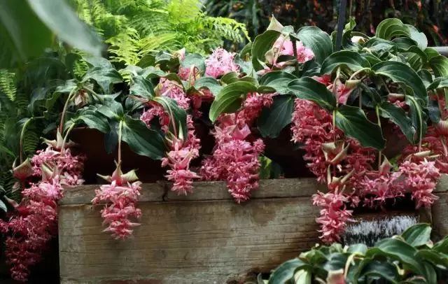 比较好听的植物名字大全,独具一格的植物名字怎么取