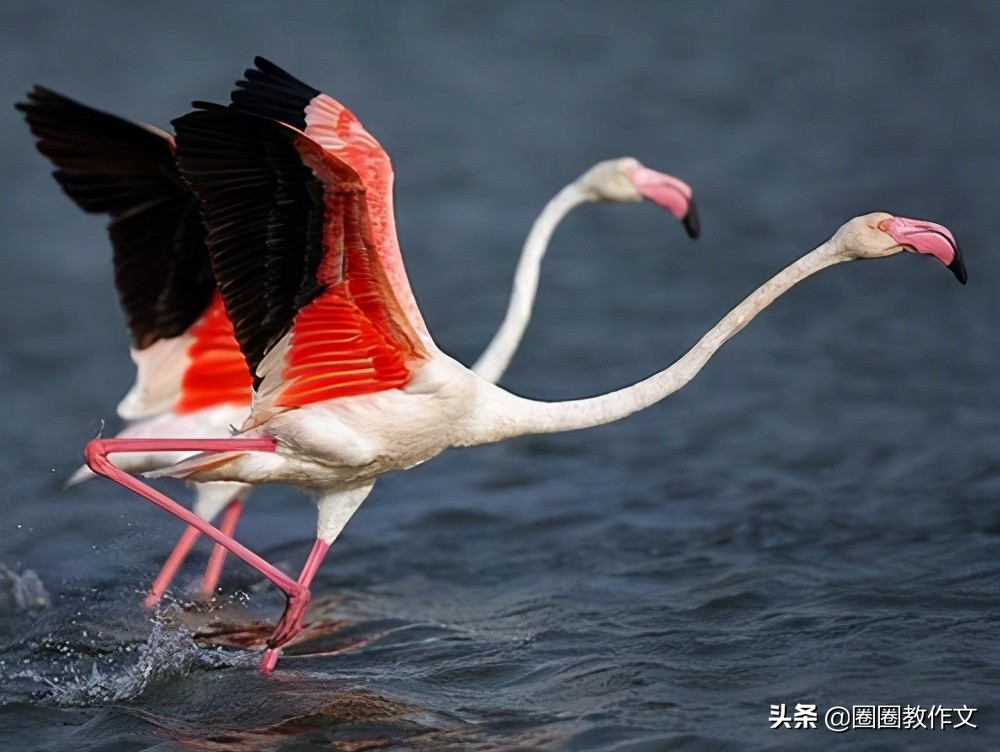 二年级作文大西瓜,二年级作文的方法与技巧