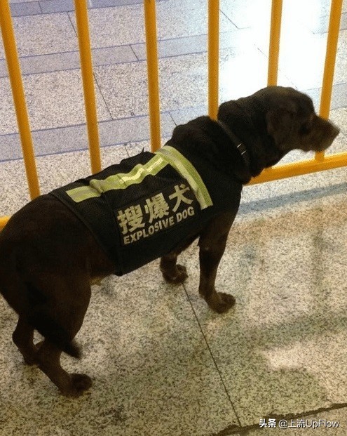 看了这些中式招牌翻译，我有点儿上头