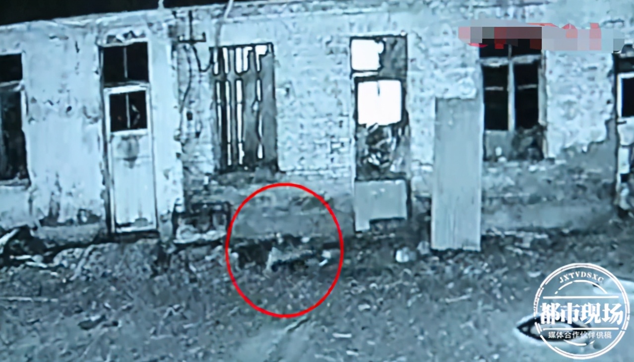 野生动物咬死百只鸡,鸡被神秘动物咬死