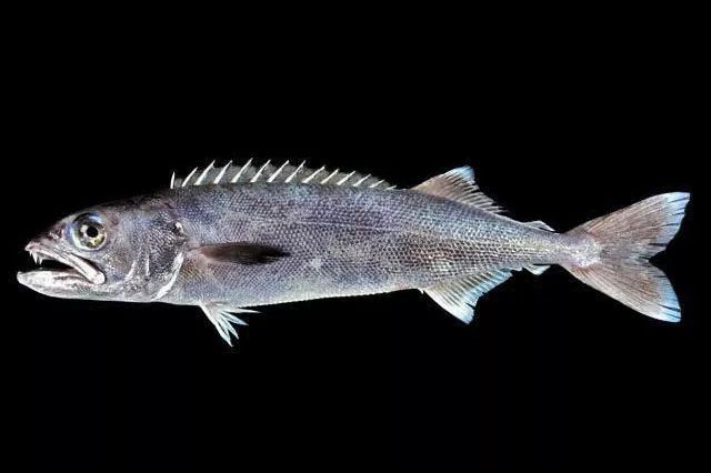 有人为河豚的鲜美献出生命,也有人为基佬快乐鱼的鲜嫩而痛湿*裤内**