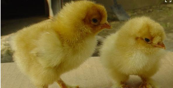 小鸡积食了怎么办用什么药,小鸡积食不消化怎么办