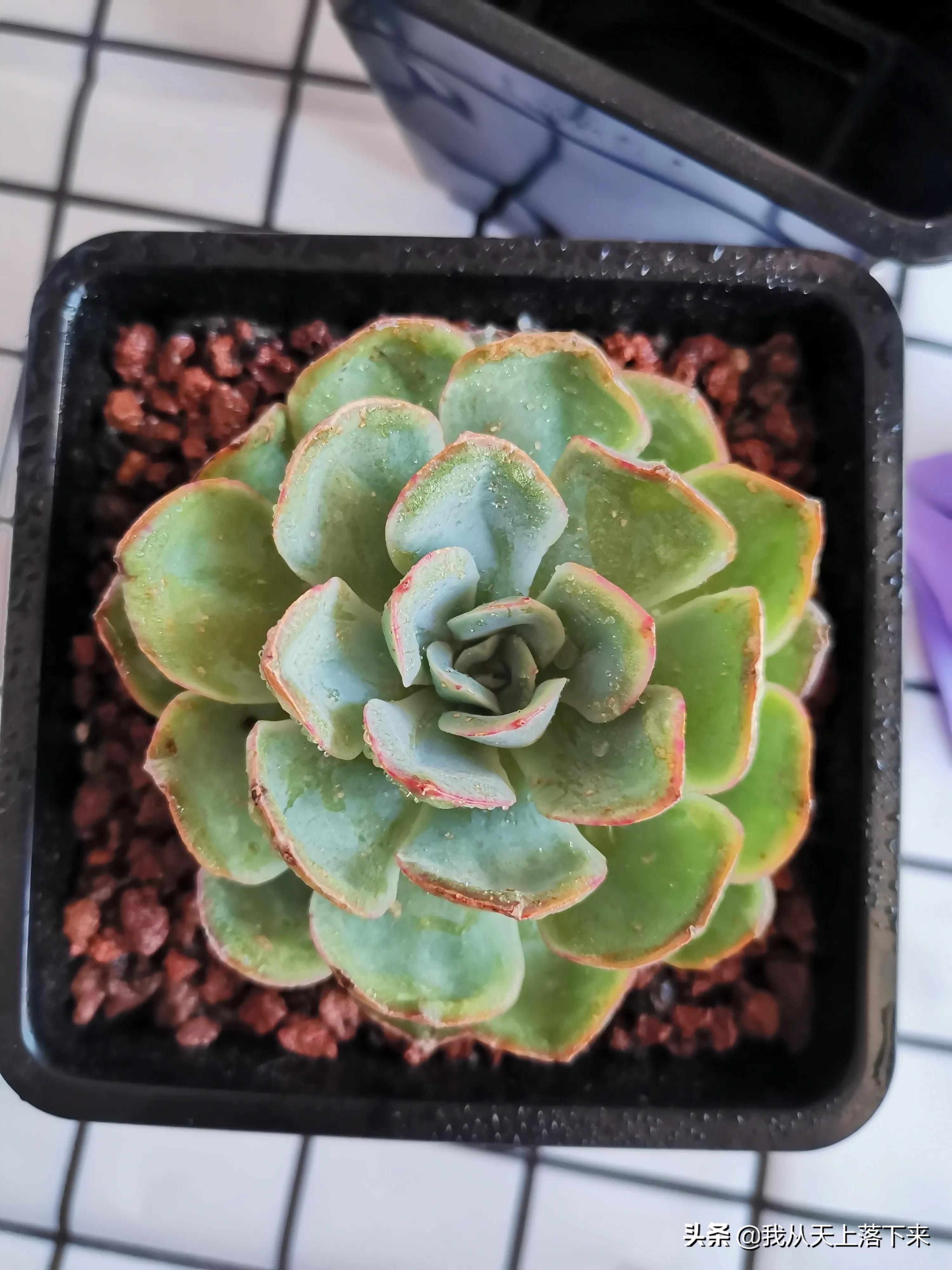 89种常见多肉植物品种图，实物拍摄，还不认识的小伙伴赶紧收藏好