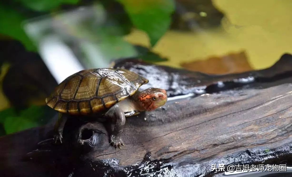 龟友的龟生病了,龟友养龟正确方法