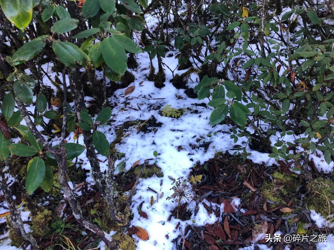初雪适合游玩的地方,初雪旅游真实感受