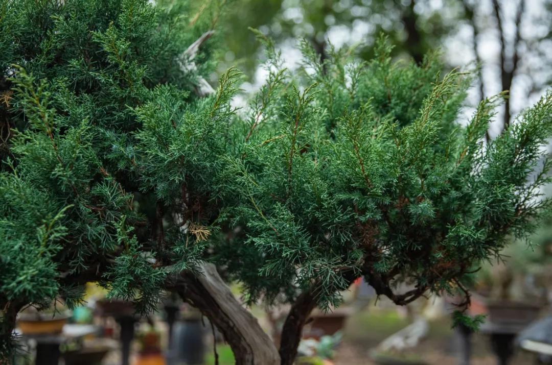 南京腊梅最佳观赏时间,南京赏梅花景点推荐