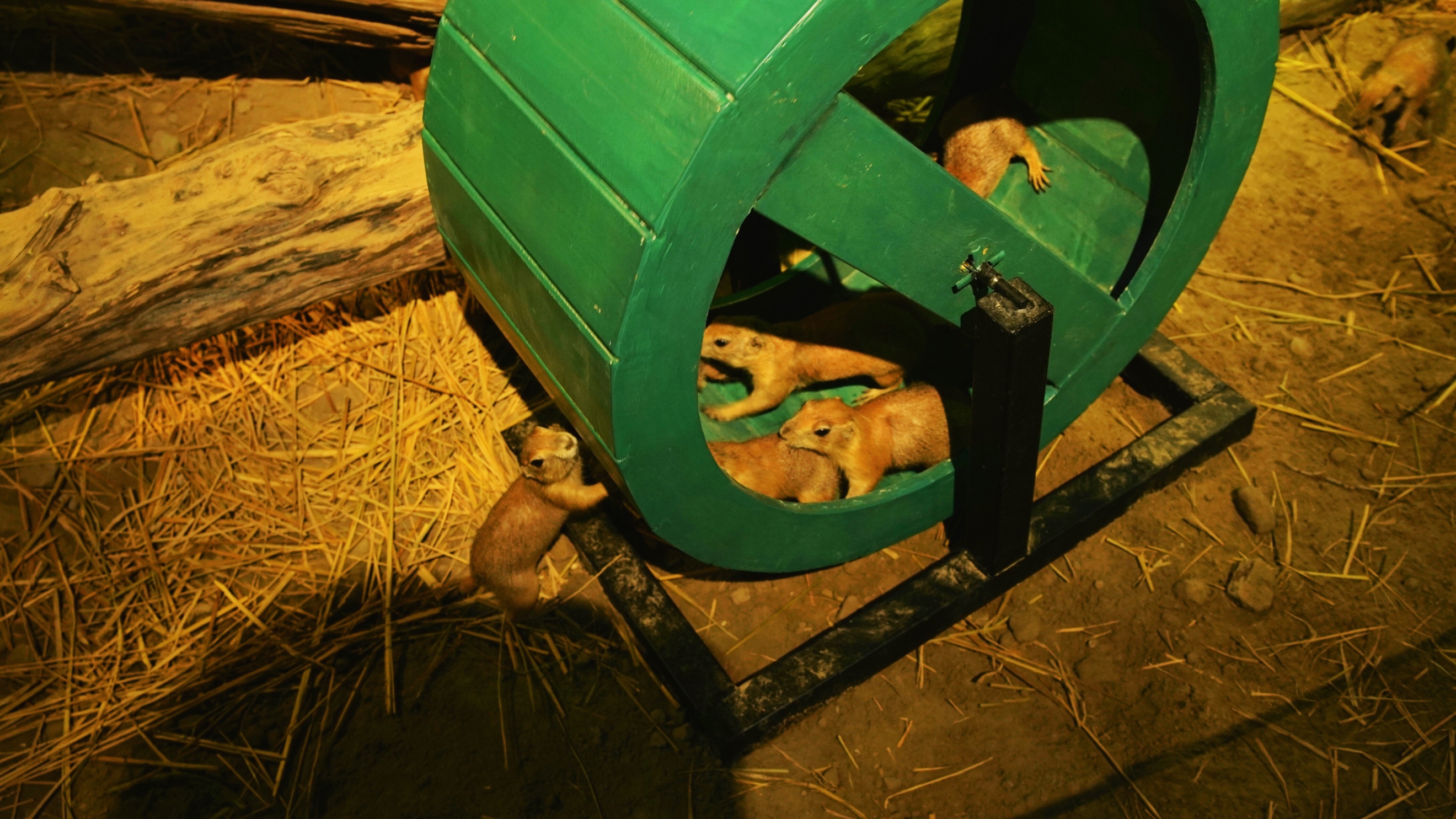 海昌萌宠乐园在几楼,海昌萌宠南通