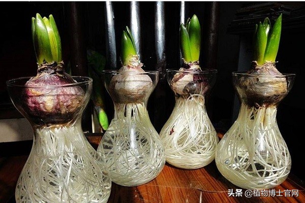 可水培土培的植物有哪些,水培植物土培转水培