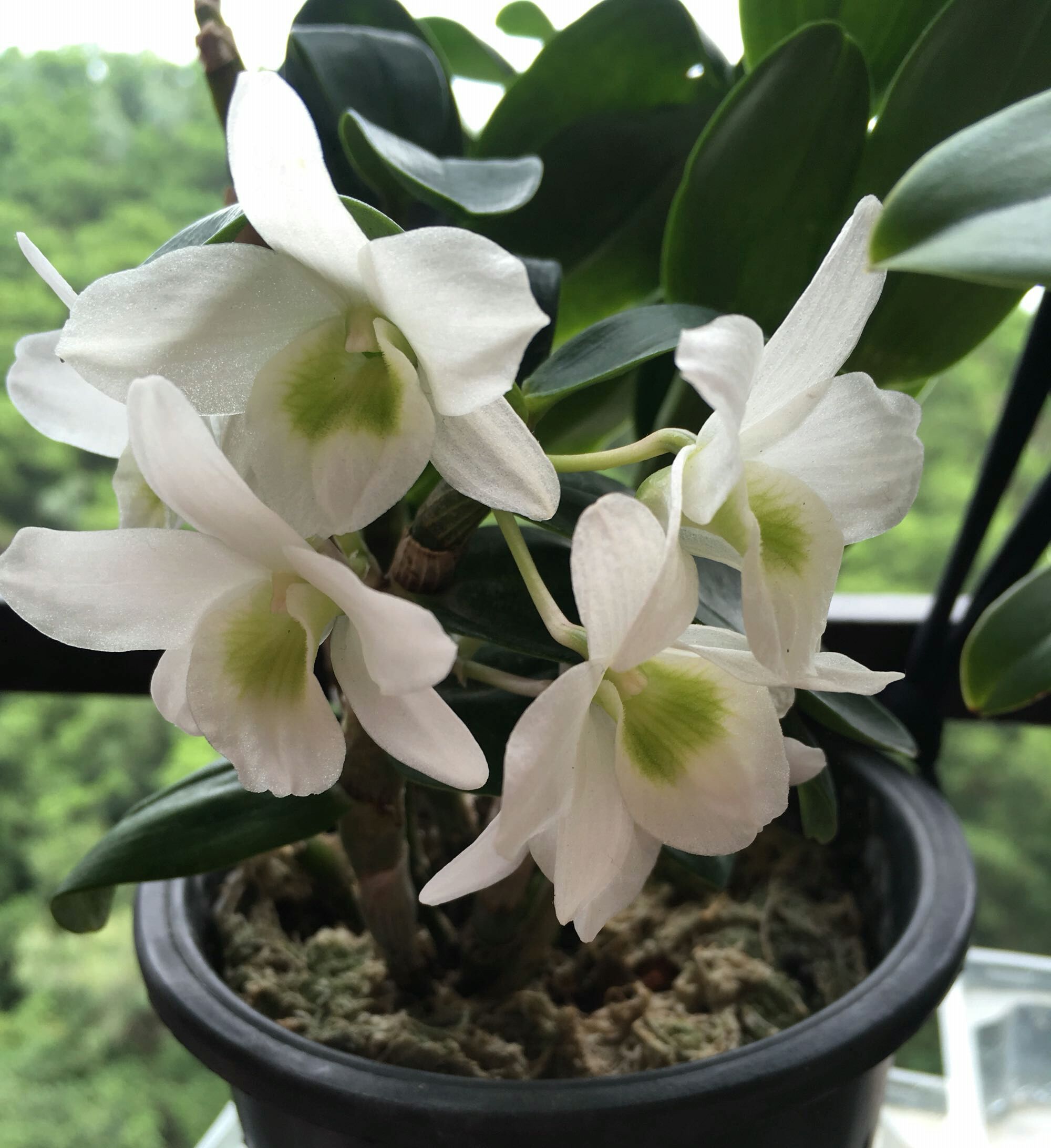 花盆中的羊粪异味闻到头晕，怎么去除呢？自制无臭味的养花肥料