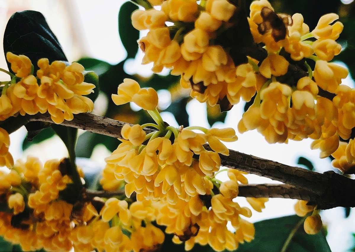 北方适合种植什么品种的桂花树,适合北方种植的桂花树是哪个品种