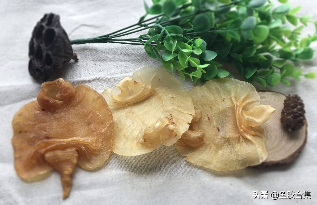 鱼胶品种介绍赤嘴鱼胶价格,鱼胶赤嘴图片