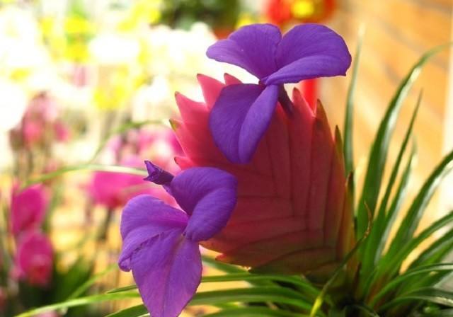 像孔雀尾巴一样的鸟,像孔雀花一样的植物