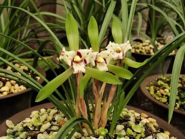 兰花生病长虫怎么办？养兰必知的病虫害和防治方法