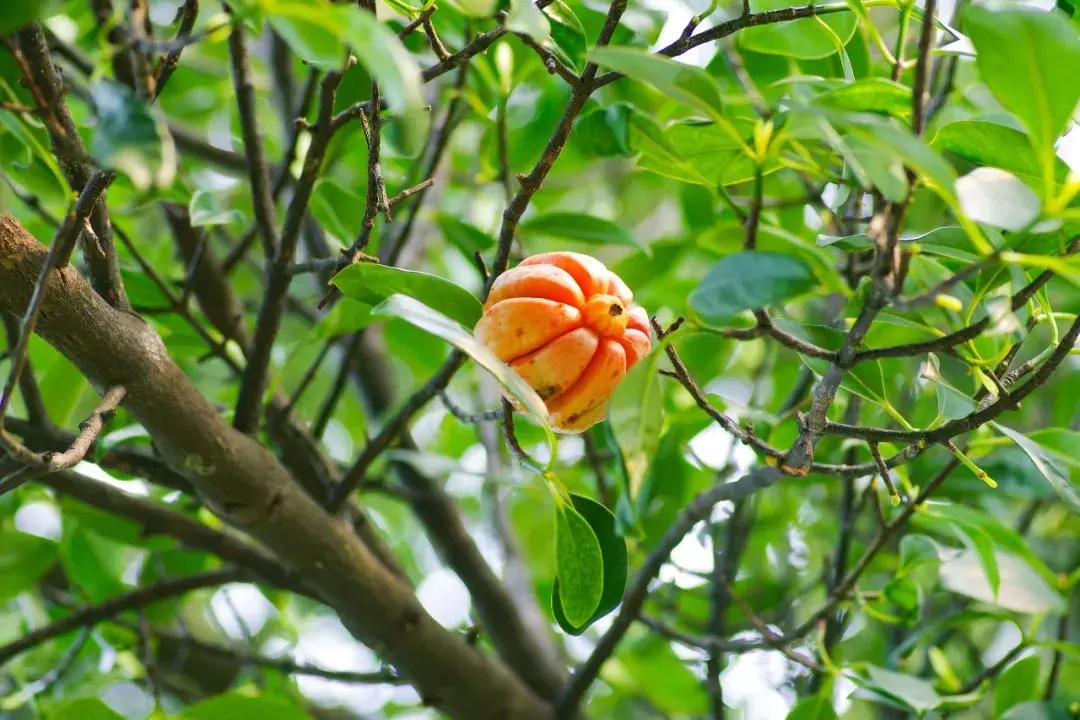 他的工作是厨师的英文,他的工作是什么英文句子