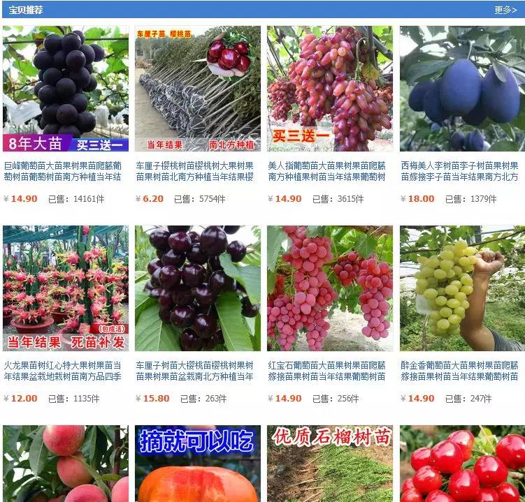 宿迁神苗淘宝,宿迁神苗真假对比