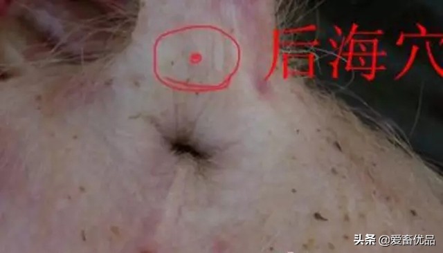 仔猪病毒性腹泻怎么治疗,仔猪传染性腹泻怎么治