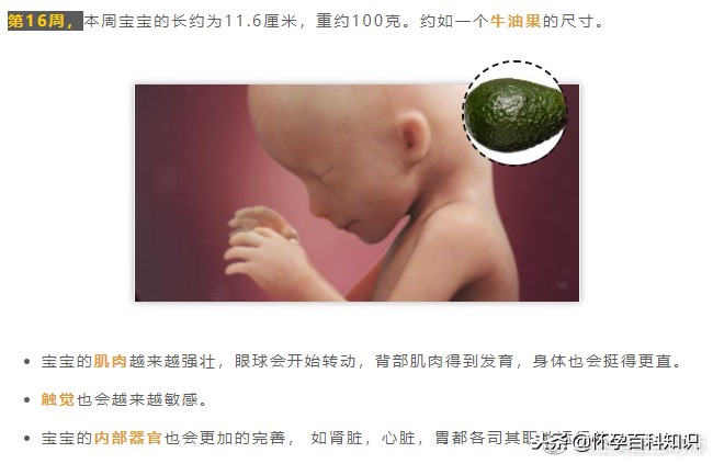 怀孕各个时期胎儿发育过程,怀孕的过程要几天