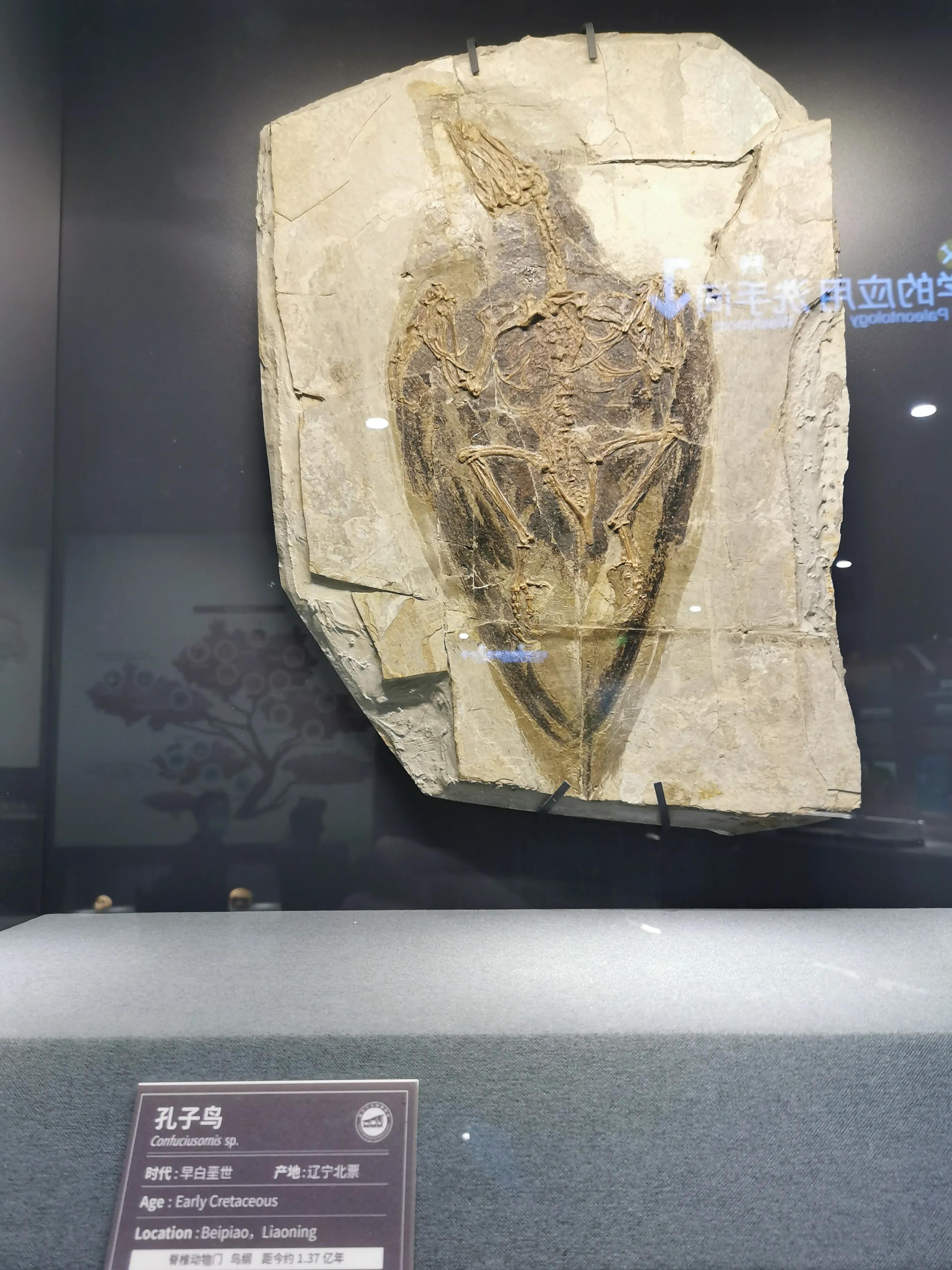 南京古生物博物馆开放时间及门票,南京古生物博物馆作文