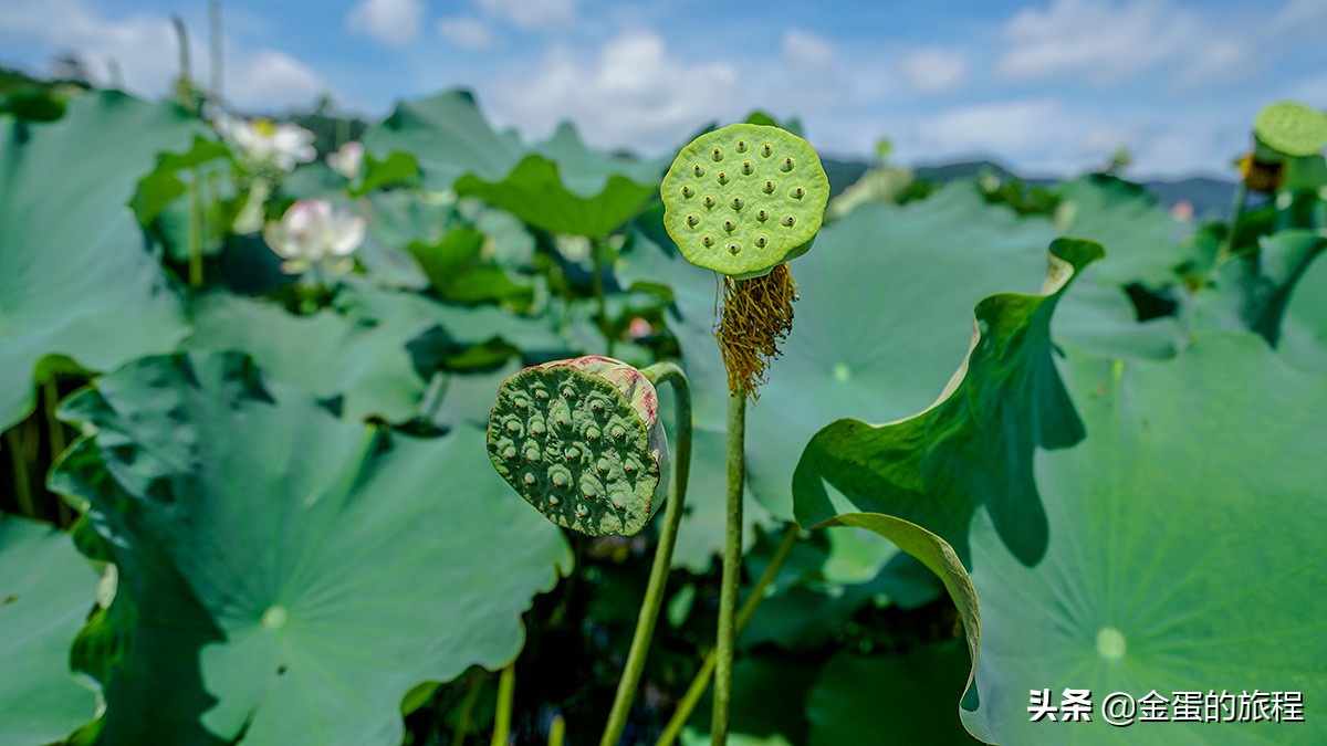 全国最大的荷花养殖基地,中国最大荷花园