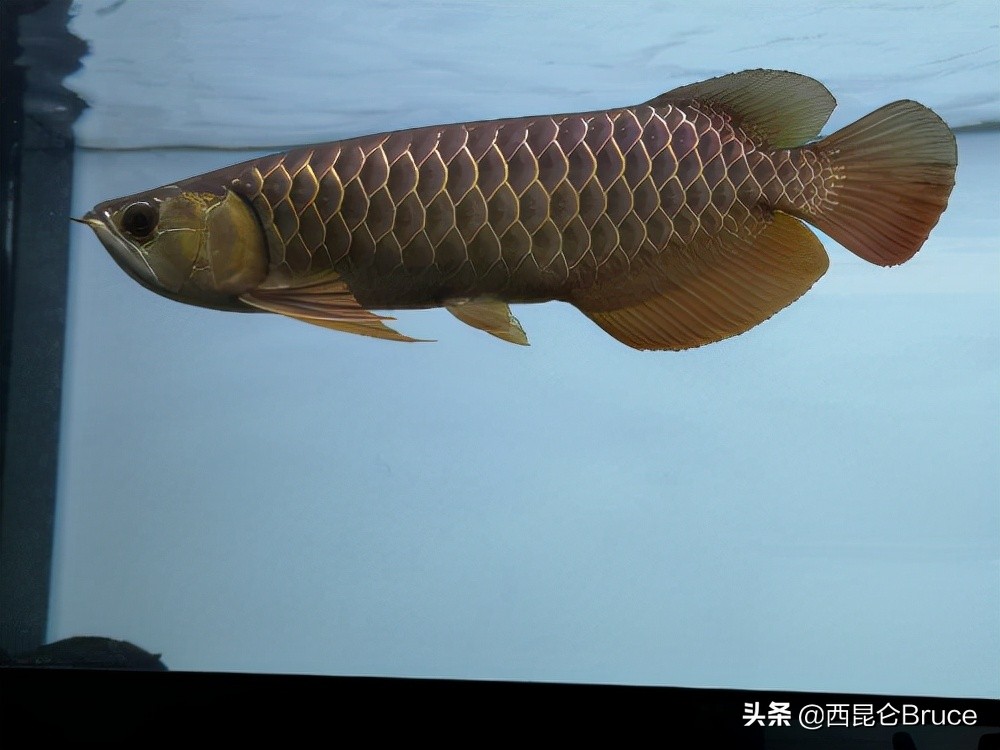 浜旇冻閲戦緳鍔虫柉鑾辨柉,閲戦緳鍔虫柉鑾辨柉