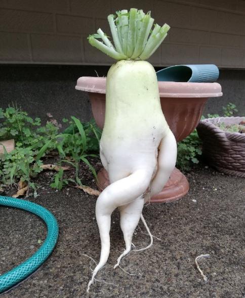 日本网友吐槽：吃个蘑菇也能被秀恩爱