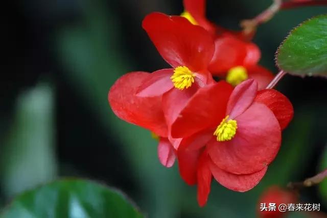 这几种植物越养越值钱,这几种花你养过吗