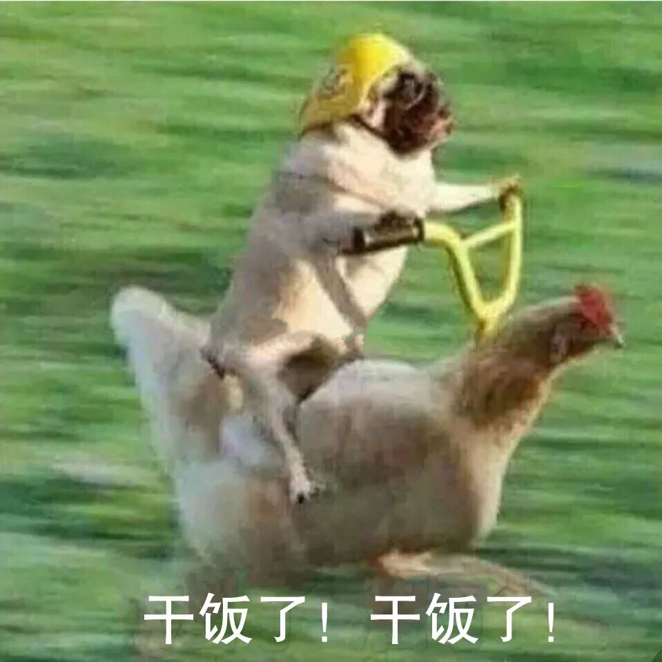 狗狗是喂玉米面好还是狗粮好,狗狗可以一顿干粮搭配一顿湿粮吗