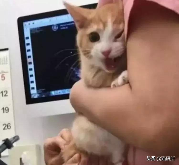 拜奥高犬猫三联抗体检测怎么看,猫咪打完猫三联后要检测抗体吗