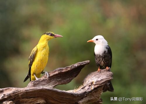 摄影拍鸟如何拍出白色羽毛的细节,如何拍鸟这些鸟类摄影技巧要学会