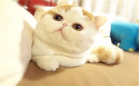 十大网红猫瓜皮,网红猫瓜皮现在如何