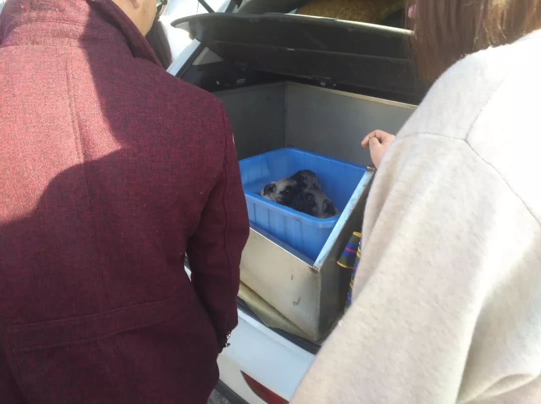 出售巴哥犬350元,卖巴哥幼犬